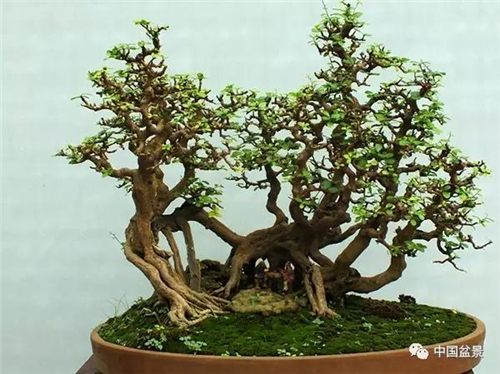 盆景布局疏密得當(dāng)方能別有情趣