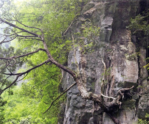 崖柏：懸崖上滅絕又現(xiàn)身的活化石
