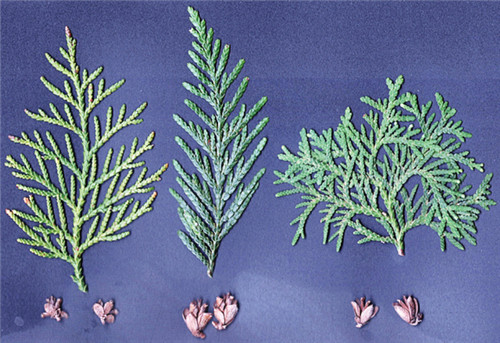 崖柏：懸崖上滅絕又現(xiàn)身的活化石