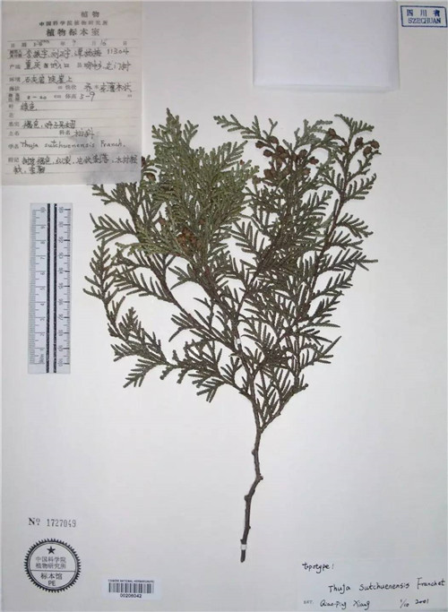 崖柏：懸崖上滅絕又現(xiàn)身的活化石