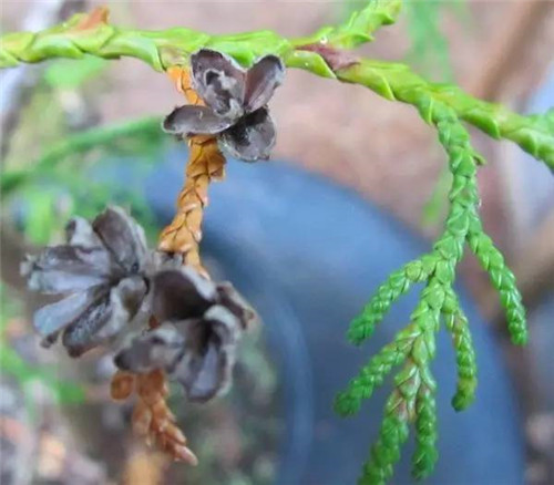 崖柏：懸崖上滅絕又現(xiàn)身的活化石