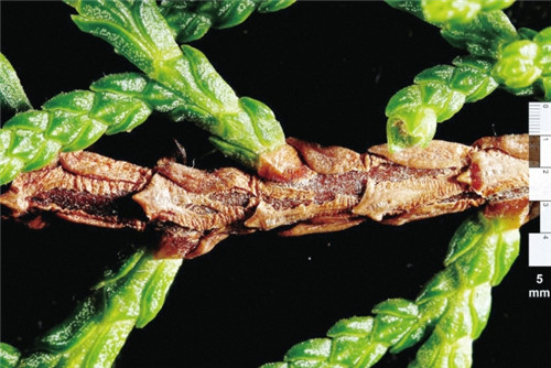 崖柏：懸崖上滅絕又現(xiàn)身的活化石