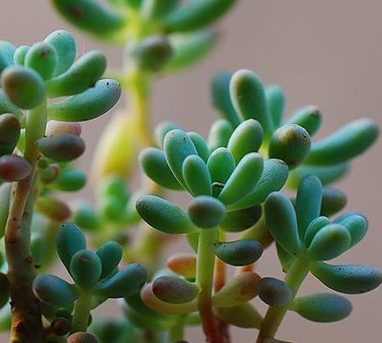 多年生肉質(zhì)植物八千代養(yǎng)護(hù)之法