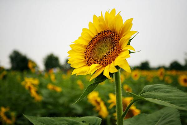 奧林匹克公園百畝葵花展