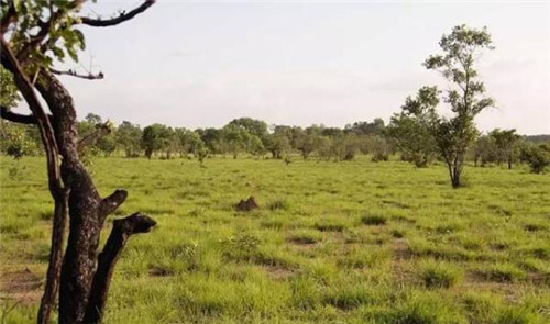 世遺大會,科莫埃國家公園移出瀕危清單