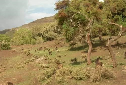 世遺大會,科莫埃國家公園移出瀕危清單