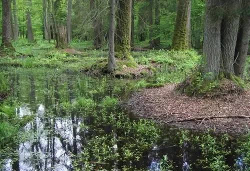 世遺大會,科莫埃國家公園移出瀕危清單