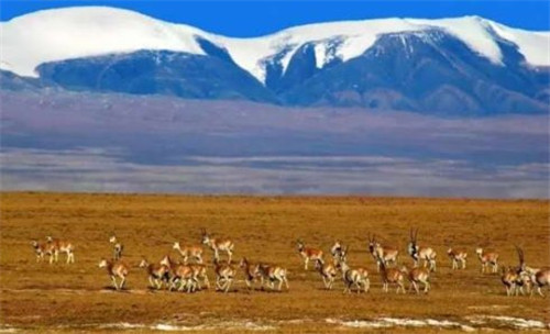 馬未都:我為鼓浪嶼的申遺盡了綿薄之力