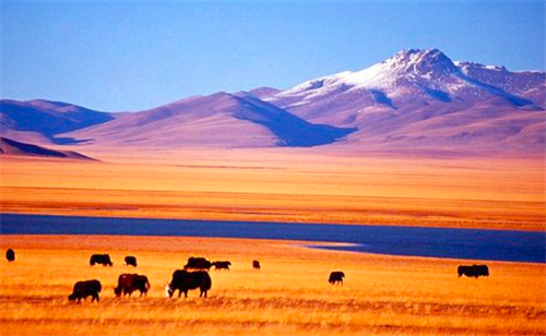 馬未都:我為鼓浪嶼的申遺盡了綿薄之力