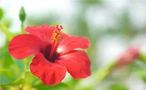 這些曬不死的花卉最適合夏天養(yǎng)