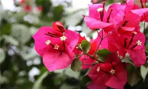 這些曬不死的花卉最適合夏天養(yǎng)