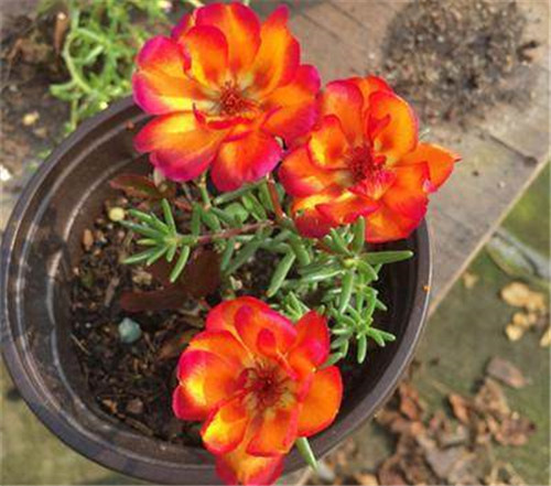 這些曬不死的花卉最適合夏天養(yǎng)