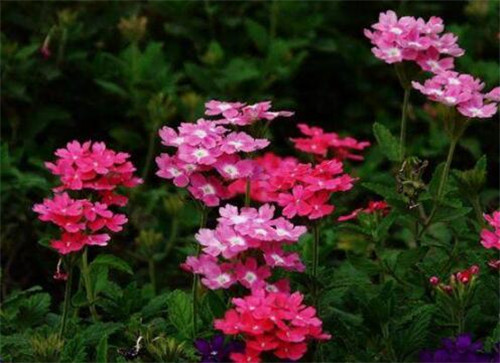 這些曬不死的花卉最適合夏天養(yǎng)