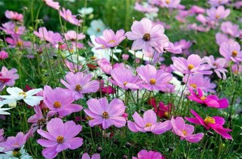 這些曬不死的花卉最適合夏天養(yǎng)