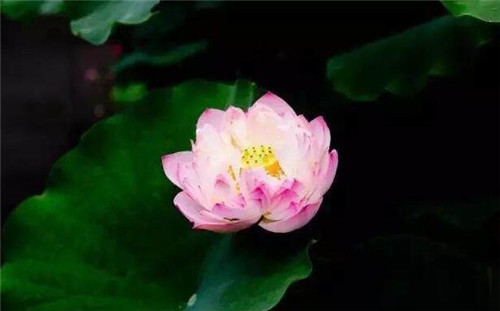 這些曬不死的花卉最適合夏天養(yǎng)