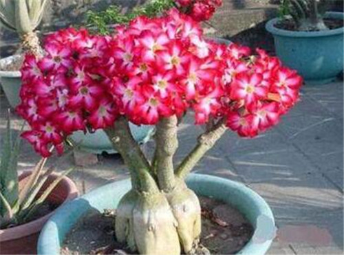 這些曬不死的花卉最適合夏天養(yǎng)