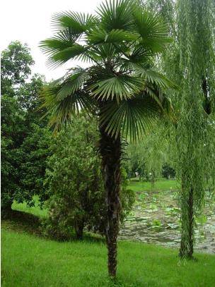植物其實也有“記憶力