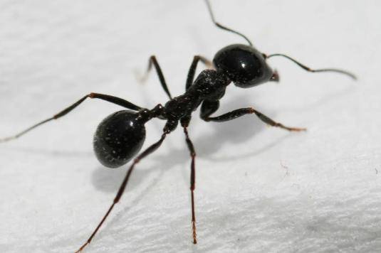 植物其實也有“記憶力