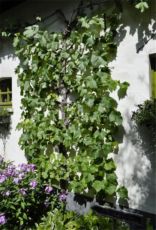 花園中的樹(shù)籬——園林中的植物“圍墻”