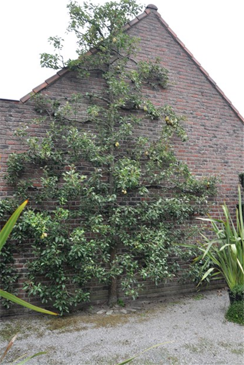 花園中的樹(shù)籬——園林中的植物“圍墻”