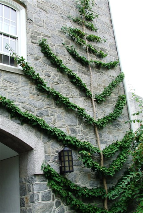 花園中的樹籬——園林中的植物“圍墻”