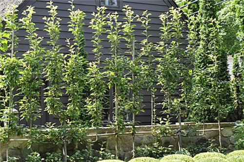 花園中的樹籬——園林中的植物“圍墻”