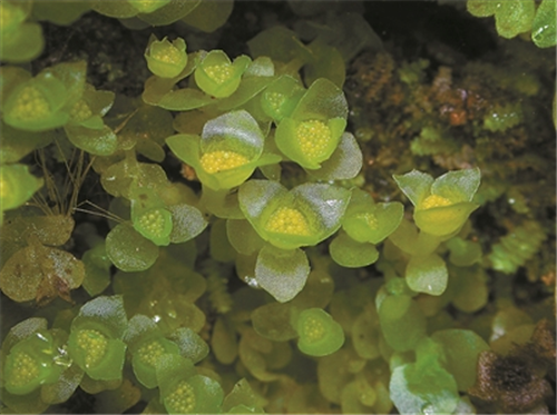 張力30年專注研究植物王國的“小矮人”