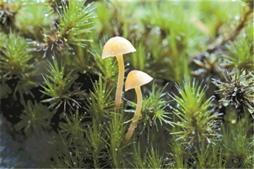 張力30年專注研究植物王國的“小矮人”