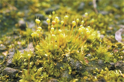 張力30年專注研究植物王國的“小矮人”