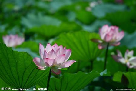 荷花的栽培技術(shù)