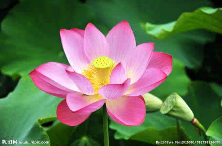 荷花的栽培技術(shù)