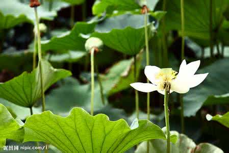 荷花的栽培技術(shù)