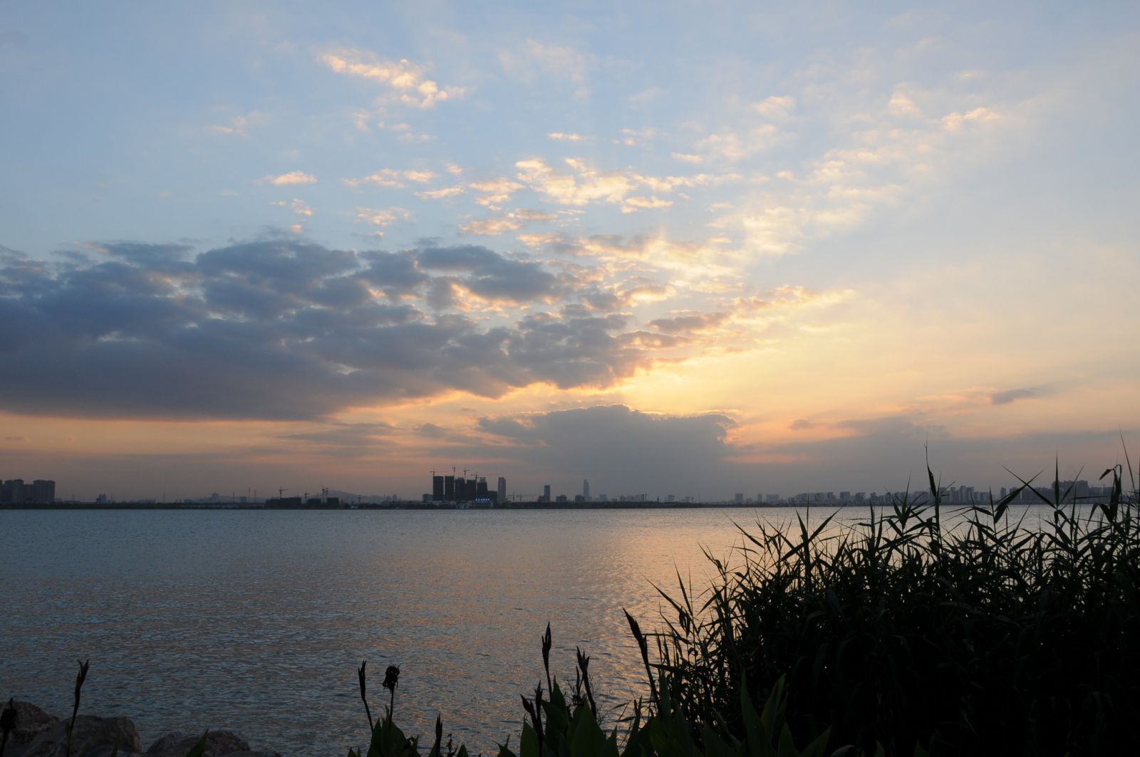 山東東營：濕地保護留住野生鳥類