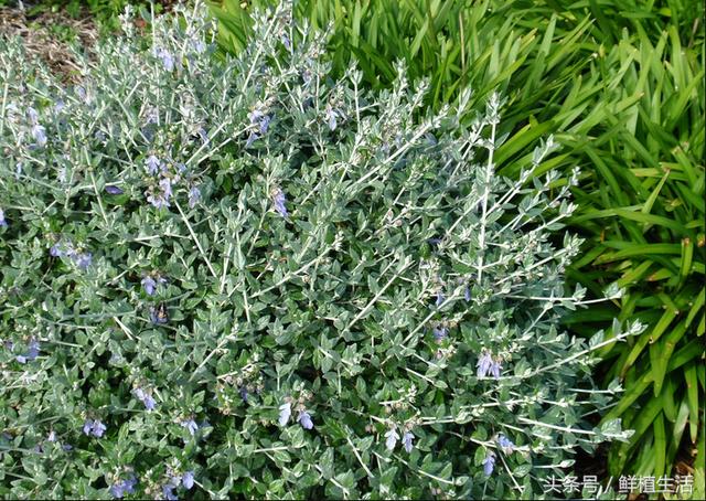 適用于庭院或屋頂綠化芳香植物水果蘭