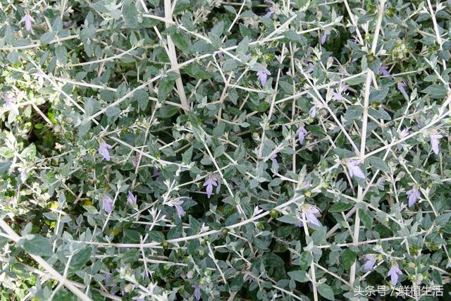 適用于庭院或屋頂綠化芳香植物水果蘭