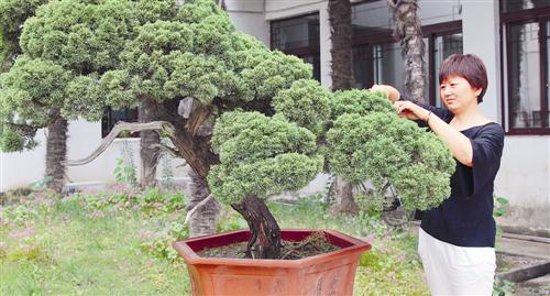 枝葉人生—尋訪盆景制作達人鄭小平