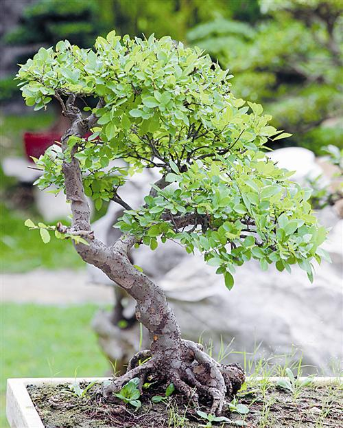 枝葉人生—尋訪盆景制作達人鄭小平