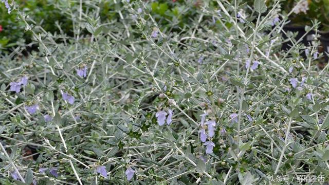 適用于庭院或屋頂綠化芳香植物水果蘭