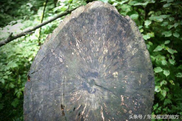 紅松的集中自然保護區——五營森林公園