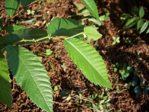 鷹潭:陽際峰發現國家Ⅱ級保護植物——長序榆種群