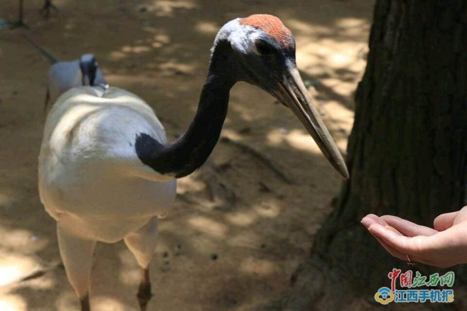 醉心如畫美景 探秘鄱陽湖國家濕地公園
