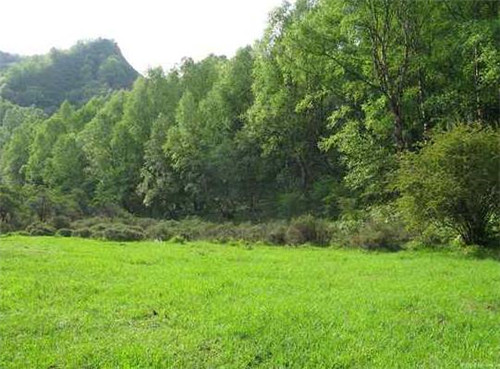 青海最美森林公園
