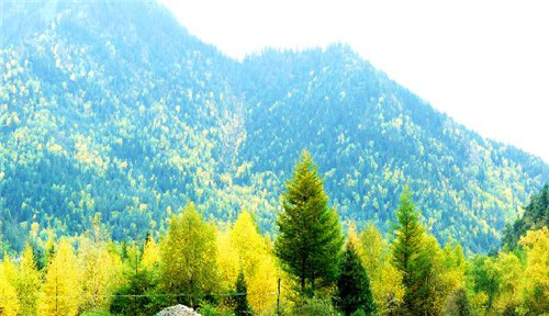 青海最美森林公園