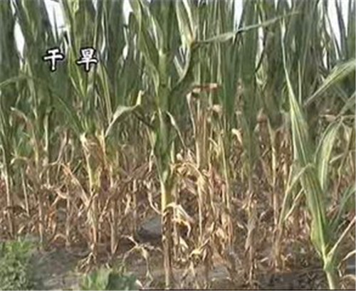 植物應(yīng)答干旱脅迫新路徑被揭示