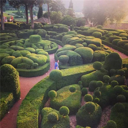 這些造型植物簡直逆天了!