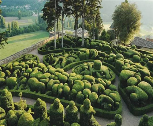 這些造型植物簡直逆天了!