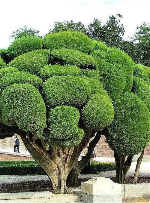 這些造型植物簡直逆天了！