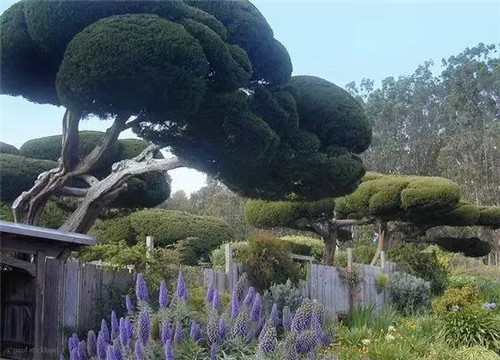 這些造型植物簡直逆天了！