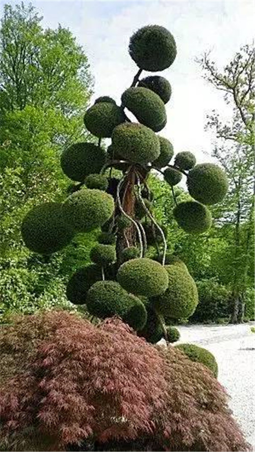 這些造型植物簡直逆天了！