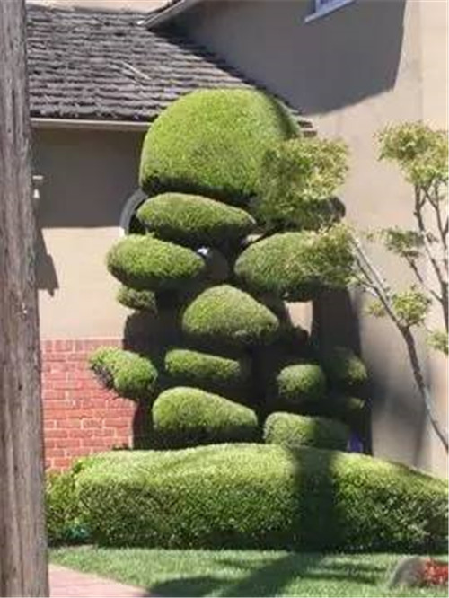 這些造型植物簡直逆天了！